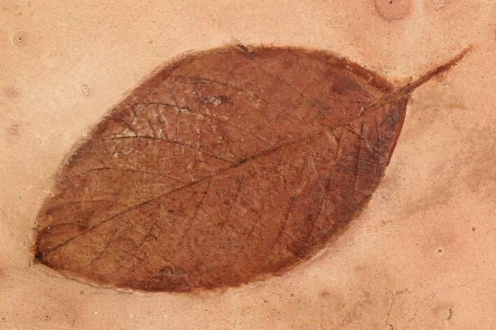 Red Fossil Leaf (Rhamnites) - Montana #95313